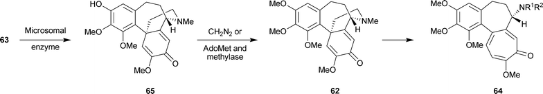 Biosynthesis of colchicine: further details. AdoMet = S-adenosylmethionine.