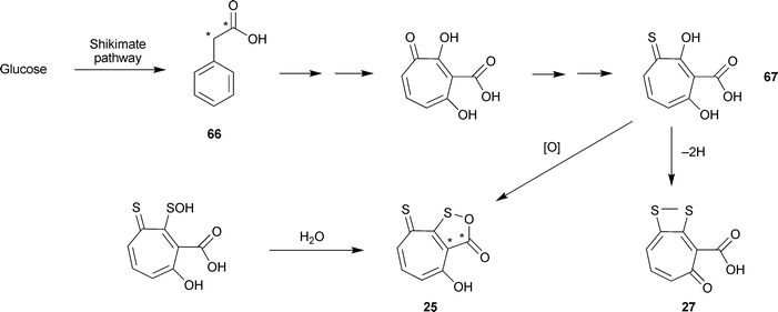 Biosynthesis of sulfur-containing tropolonoids. * = 13C from [1,2-13C2]phenylacetate.