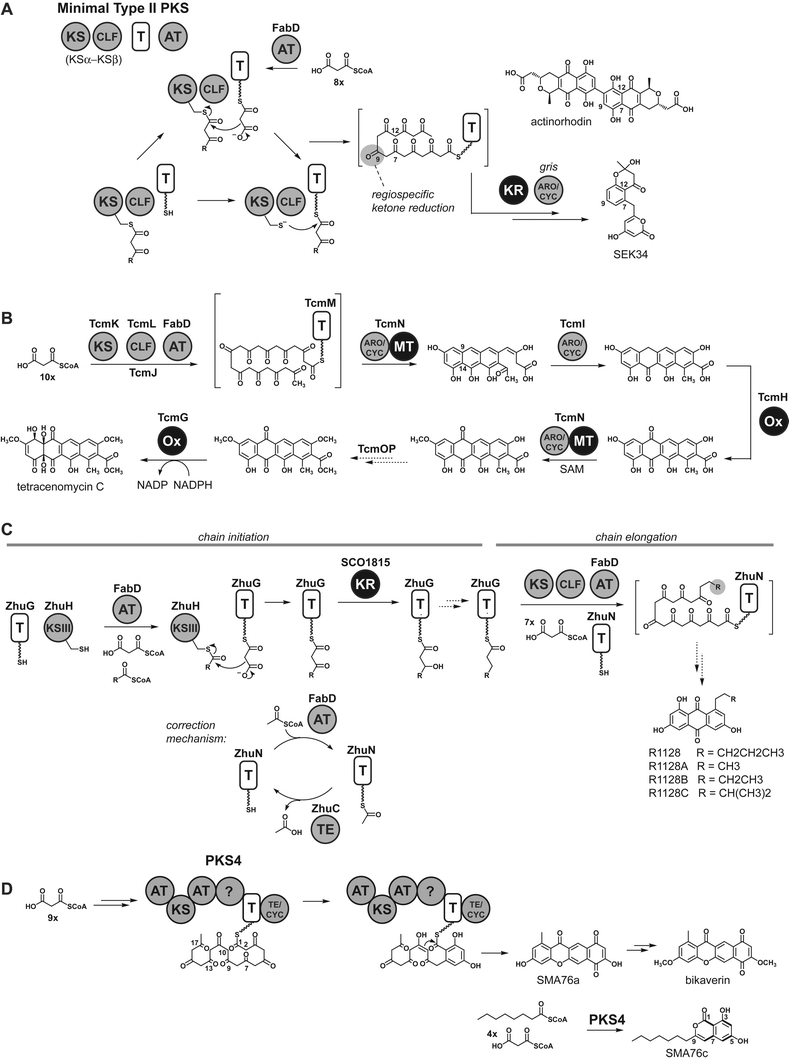 Total biosynthesis: in vitro reconstitution of polyketide Total biosynthesis: in vitro reconstitution of polyketide