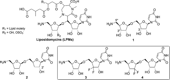 Design of gem-difluoronucleoside analogues of the liposidomycins.