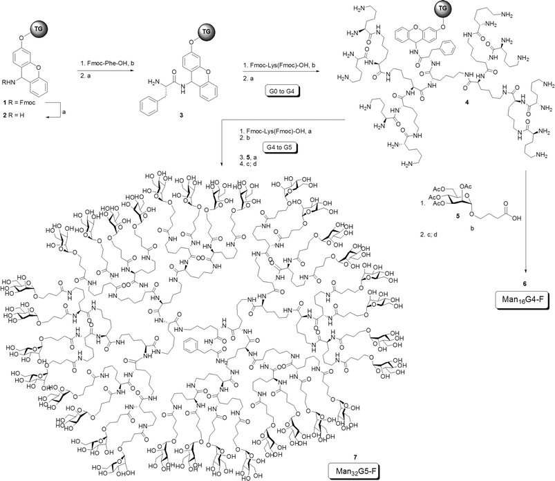 Direct Solid Phase Synthesis And Fluorescence Labeling Of Large Monodisperse Mannosylated Dendrons In A Peptide Synthesizer Organic Biomolecular Chemistry Rsc Publishing Doi 10 1039 c