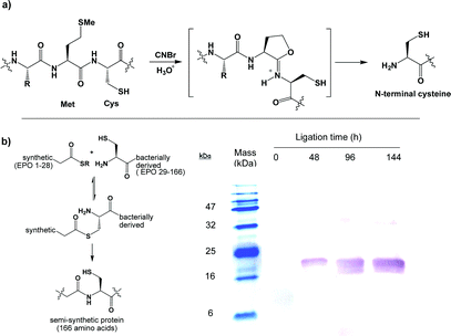 (a) CNBr-mediated protein cleavage yielding an N-terminal cysteine. (b) NCL reaction between synthetic EPO (1–28)-SBn thioester and a bacterially-derived fragment visualised using an anti-EPO monoclonal antibody blot which recognises the synthetic fragment, once appended to the bacterial fragment (product mass = 18.5 kDa).