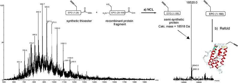 
            NCL between synthetic thioester 2 and recombinant EPO (residues 29–166). The mass spectrum (left) is observed for the ligation product after 4 h and corresponds to the desired mass (right). Reagents and conditions: (a) 6 M guanidine·HCl, 300 mM Na phosphate buffer; pH 7.5, 50 mM MPAA, 20 mM TCEP, 4 h. (b) 2% w/v N-lauroylsarcosine, 50 mM Tris·HCl; pH 8.0, 40 μM CuSO4. The schematic EPO structure is modified from PDB entry 1BUY.