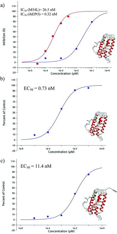 (a) Receptor binding assay comparing the glycosylated rhEPO standard (squares) and the bacterially-derived EPO[M54L] (circles). (b) TF-1 cell proliferation assay for bacterially-derived EPO[M54L]. (c) TF-1 cell proliferation assay for semi-synthetic EPO prepared by NCL.