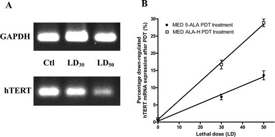 The hTERT mRNA expression was down regulated post-5-ALA and ALA-H PDT. The MED cells were treated with 5-ALA (data not shown) or ALA-H at dosages of LD30 and LD50. The hTERT and GAPDH mRNA PCR products were obtained from the treated cells. Since the housekeeping gene GAPDH acted as an internal control, its expression level was not affected under therapeutic conditions. When compared with the neat control (Ctl) and GAPDH from the gel image, the percentage of the intensity was decreased significantly. (A) Amplified PCR products from ALA-H-PDT treated cells. (B) The percentage differences in the intensity of the amplified hTERT products after ALA-H-PDT or 5-ALA-PDT at LD30 and LD50 were significantly downregulated in a dose-dependent manner. Results were obtained from four individual experiments.