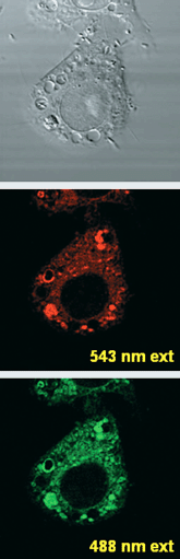 Confocal laser fluorescence microscopy image of Raw 264.7 cells loaded with DAQ and stimulated to produce nitric oxide. Images correspond to DIC channel (top), 543 nm and 488 nm excitation.