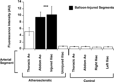 Intravascular detection of fluorescence in atherosclerotic and control rabbits. Mean fluorescence intensity (in arbitrary units ± SD) obtained by the intravascular spectrofluorimetric catheter. The signal was significantly increased within the aorto-iliac vessels of atherosclerotic rabbits (n = 15) compared to control rabbits (n = 7, p < 0.001 ANOVA atherosclerotic animals vs. controls). Note that the signal from balloon-injured iliac arteries of atherosclerotic animals was approximately 16-times higher than from the contra-lateral iliac arteries in the same animals, and 24-times higher than the corresponding vessels within control animals.