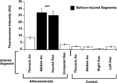 Intimal surface fluorescence from atherosclerotic and control aortae. Mean surface fluorescence intensity (in arbitrary units ± SD) for arterial segments taken from atherosclerotic and control animals. The spectrofluorimetric signal was significantly increased in the aorto-iliac vessel of atherosclerotic rabbits (n = 15) compared to the corresponding sections of aorta from control rabbits (n = 7, p < 0.001 ANOVA atherosclerotic animals vs. controls). Note that the signal from balloon-injured iliac arteries of atherosclerotic animals was approximately 9-times higher than from the contra-lateral iliac arteries in the same animals, and 21-times higher than the corresponding vessels within control animals.