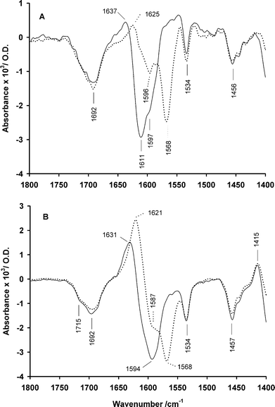 
            IR difference spectra in the range 1800–1400 cm–1 for photolysis of 8 at pH 7, 1 °C (in 200 mM potassium phosphate, D2O), shown for the 12C () and 13C (⋯) isotopomers (both ∼115 mM). Panels A and B show spectra averaged over the time intervals 0–126 ms and 0.7–3.4 s respectively after the photolysis flash.