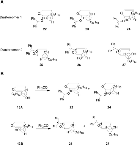 (A) Calculated conformations of the two diastereoisomeric biradical intermediates in the reaction between 13 and photoexcited benzophenone. (B) Relevant conformers of the possible biradical intermediates between 13 and photoexcited benzophenone.