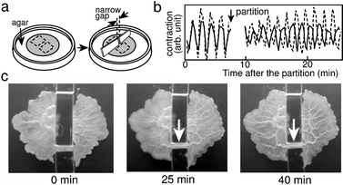Tube formation and anti-phase oscillations induced by partial partition of the organism. (a) Schematic illustrations of the experiment. The shaded area indicates the plasmodium. A circular shaped plasmodium was partially separated by placing two pieces of cover glass (GW) a short distance (narrow gap) apart on agar gel. (b) Contraction oscillations in the partial partition. The organism was illuminated from below with an infrared emission diode (ca. 950 nm), and observed from above with a video camera that fed into a microcomputer.29,57,58 The pixel brightness in the image was related to cell thickness, which varied with the contraction movement, as described in Fig. 4. Contraction oscillations were averaged over the area enclosed by the dotted lines, as shown in (a). Anti-phase oscillations resulted from the partition. (c) Pictures of the cell shape. After a period of anti-phase oscillations (see the pictures at 25 and 40 minutes), a thick tube formed between two partially partitioned parts of organism. Scale bar: 1 cm.