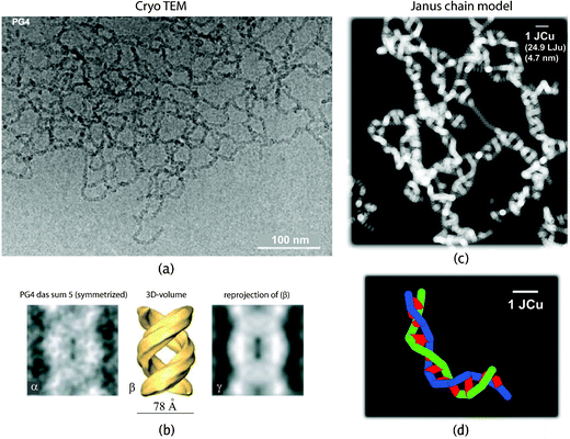 (a) Experimental cryo TEM image and (c) simulated counterpart of a JC system corresponding to the G4 vinyl-type DP of Fig. 3a. The simulated JC network has volume fraction ϕ≈ 2.5%, χ0 = −2 (good solvent), Δχ = 8. The mesh size, approximately 30 nm, well coincides with the experimental value. The same holds for the pitch height, measured from the zoomed experimental images given in (b). Notice the scale-bar in (c) and the amount of coarse graining compared with the underlying atomistic model. (d) Two interwound Janus chains (blue and green, respectively). The conformation dependent Janus vectors are shown in red (a + b reprinted from Ref. 49, c + d reprinted from our Ref. 26).