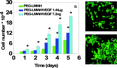 (a) Proliferation of PAE KDR cells in the presence of PEG–LMWH or hydrogels crosslinked with vascular endothelial growth factor. The asterisk denotes statistical differences between cell numbers (p <0.05). (b) Confocal microscopy image of cells, incubated with PEG–LMWH, in a live/dead assay. (c) Confocal microscopy image of cells, incubated with PEG–LMWH/VEGF, in a live/dead assay. Reprinted with permission from ref. 74. Copyright 2007, American Chemical Society.