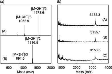 Enzymatic degradation of PMP1. (a) LC-MS spectra for: (A) PMP1 and (B) PMP1 sample after incubation with immobilized trypsin. (b) MALDI-MS spectra for PMP1-modified TiO2 after 1 week incubation in: (A) buffer only, (B) trypsin and (C) pronase.