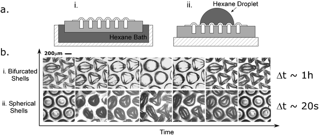 A schematic illustrating two (i and ii) manners of responsive behavior in the microstructures. b-i. The responsiveness of convex shells that are initially nonaxisymmetric and form spherical shells as the substrate swells with hexane. b-ii. Shells that are initially spherical bifurcate to form nonaxisymmetric geometries when the shells are swollen with hexane.