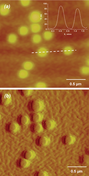 
            AFM images of a (PLL-HA)12/PS-PLL/HA/PLL/HA film (a - height and b - deflection images). The images were acquired in the dry state and in contact mode. The inset corresponds to the height profile of two PS particles along the dotted line (X-axis in μm, Z-axis in nm).