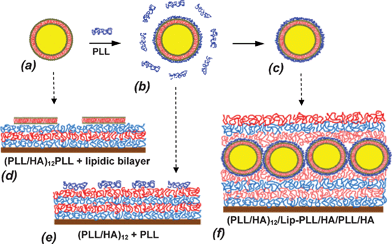 Scheme of vesicle stabilization by PLL covering (a → b) followed by separation of well-covered single vesicles from excess of non-bound PLL (b → c). Native vesicles are disrupted upon adsorption on (PLL/HA)12/PLL film forming a lipidic bilayer (a → d). Free non-bound PLL is preferably adsorbed on a (PLL/HA)12 film than PLL-covered vesicles (b → e). Liposome-containing film (PLL/HA)12/Lip-PLL/HA/PLL/HA is formed by adsorption of PLL-covered liposomes (Lip-PLL) on (PLL/HA)12 film followed by additional coating with HA/PLL/HA layers (c → f).