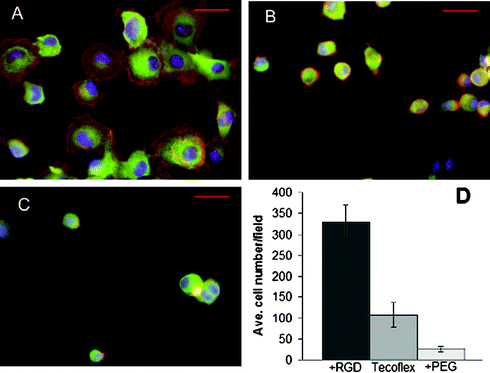 NIH3T3 cell attachment on derivatized tecoflex® polyurethane. Cells on RGD-modified tecoflex® (A), unmodified tecoflex control (B), or PEG-modified tecoflex® (C) surfaces after 3 h, fixed and stained for DNA, vinculin, and actin. Scale bars are 50 µm. (D) Number of cells per 10× microscope field counted for untreated, RGD-derivatized, and PEG-derivatized tecoflex®. For (D), average values for at least nine fields are shown with error bars representing ±1 standard deviation.