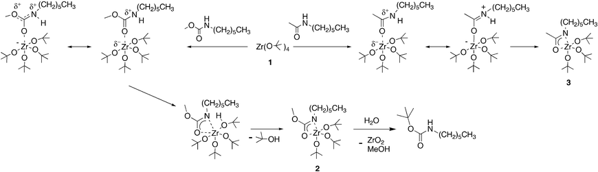 Coordination of the amide vs. the carbamate carbonyl, which results in acidification of N–H; formation of Zr carbamate complex 2, and hydrolysis of 2.