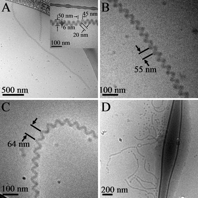 
          Cryogenic TEM images for (A) amine = triethylenetetramine, amine group : acid group molar ratio is 10 : 1, H2O vol% = 67% in THF and after 20 d aging; insert figure is a high magnification image of a helix; pitch distance is 45 ± 3 nm; (B) amine = triethylenetetramine, amine group : acid group molar ratio is 15 : 1, H2O vol% = 67% in THF and after 20 d aging; pitch distance is 58 ± 5 nm; (C) amine = diethylenetriamine, amine group : acid group molar ratio is 10 : 1, H2O vol% = 67% in THF and after 20 d aging; pitch distance is 64 ± 3 nm; (D) amine = triethylenetetramine, amine group : acid group molar ratio is 10 : 1, H2O vol% = 90% in THF and after 20 d aging; only unwound cylindrical micelles and spherical micelles were found.