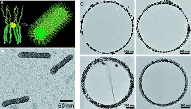 (A) Schematic representation of the amphiphilicity-driven self-assembly of Au-(PS-PEO)n NPs. (B) TEM image of a sample prepared from an aqueous solution of Au-(PS-PEO)n NPs. (C) TEM images of rings formed by AuNR(PS)n rods from a solution in CH2Cl2. Adapted with permission from ref. 112 (Copyright 2006 American Chemical Society) and 113 (Copyright 2007 Wiley-VCH).