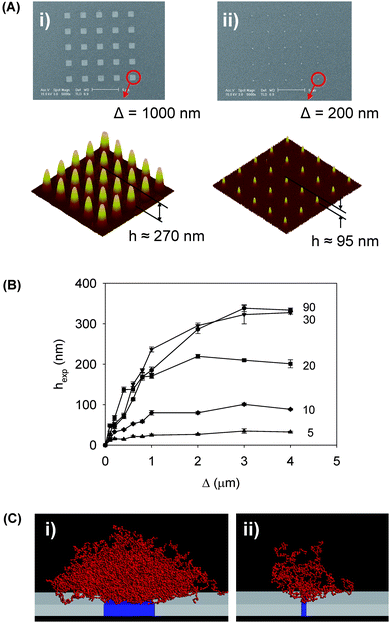 (A) SEM images of initial gold nanopatterns and tapping mode AFM images of resulting pNIPAAM polymer nanostructures after 30 minutes polymerization time imaged in air. The width of the patterned gold array was (i) Δ = 1 μm and (ii) Δ = 200 nm, resulting in brush heights (i) hexp ≈ 230 nm and (ii) hexp ≈ 55 nm after subtracting the initial gold height of 40 nm. (B) Polymer brush height as a function of footprint size and polymerization time. (C) Snapshots from molecular dynamics simulations of nanopatterned polymer brushes. Adapted with permission from ref. 128. Copyright 2007 Wiley-VCH.