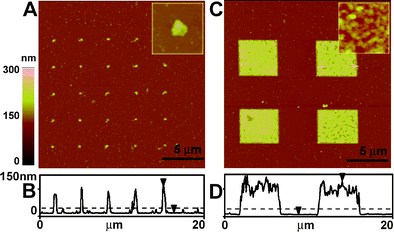 
            Tapping mode AFM images in air for gold arrays of different feature sizes (A,B: 0.1 μm. C,D: 4 μm) with 5′-SH-(CH2)6-T25 SAM after a 2 h incubation with TdTase. Insets are the images of A and C at a higher magnification. B and D are the line profiles of A and C. Dotted lines represent the average height of gold arrays and immobilized DNA-SAM. Reprinted with permission from ref. 31. Copyright 2005 American Chemical Society.