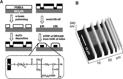 Stepwise fabrication process of surface confined pNIPAAM polymer brush patterns by EBL and SI-ATRP. (B) Tapping mode AFM height image showing micropatterned lines and nanopatterned array of dots. Adapted with permission from ref. 49. Copyright 2004 Wiley-VCH.