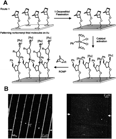 (A) Schematic of surface-initiated ROMP by DPN. (B) Topographic AFM image of polymer brush lines and dot arrays. Adapted with permission from ref. 91. Copyright 2003 Wiley-VCH.