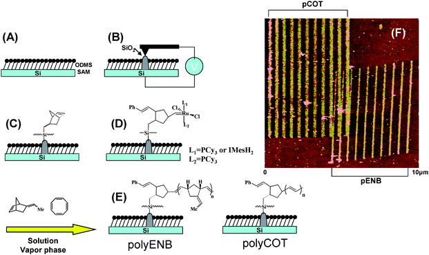 (A)–(E) Schematic for the stepwise fabrication of polymeric nanostructures by surface-initiated ROMP on SiO2 nanopatterns generated by anodization lithography. (F) 10μm × 10μm AFM tapping mode height image of polyCOT and polyENB nanopatterns fabricated by a step-and-repeat process on the same substrate. Adapted with permission from ref. 99. Copyright 2006 Wiley-VCH.