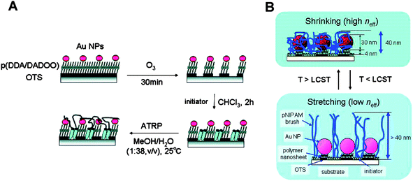 (A) Schematic illustrating (i) the use of Au NPs as shadow masks for surface nanopatterning and (ii) subsequent brush SIP. (B) Schematic illustration of stimulus-responsive polymer brush Au NP hybrid assemblies. Adapted with permission from ref. 108. Copyright 2007 American Chemical Society.