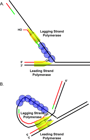 Rise Of The Machines Bruce Alberts And The Biochemistry Of Multi Protein Complexes Molecular Biosystems Rsc Publishing