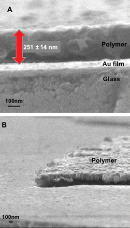 
            SEM images of a sensor chip coated with the imprinted polymer–gold nanoparticle composite (IP17.4): (A) side view, (B) slant view. The thickness of the polymer–nanoparticle composite was verified by an AFM measurement.
