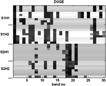 
          DGGE (XM) matrices obtained by feature extraction.