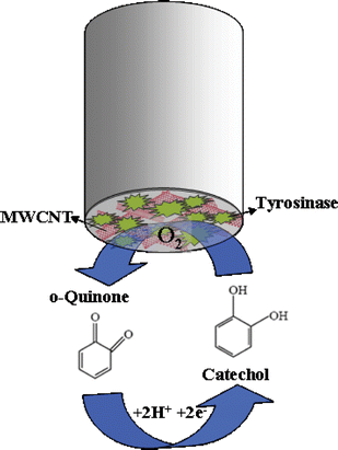 Schematic representation of the reaction of catechol with tyrosinase.