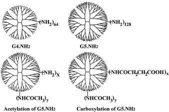 The schematic representation of the structures of G4.NH2, G5.NH2, and their derivatives with defined acetylation and carboxylation degrees.