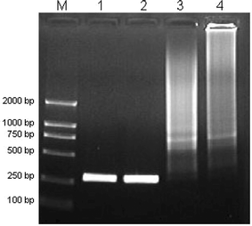 The results of the first-round PCR and two-round PCR amplification. Lane M is for marker. Lane 1, 2 show the results of the first round PCR; Lane 3, 4 show the results of the two-round PCR.