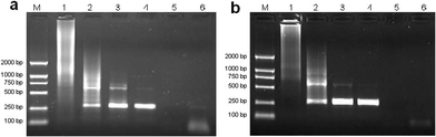 The effects of G4.NH2 and G5.NH2 on the specificity of PCR. Lane M in every image is for marker. (a) G4.NH2 was added into PCR mixture, and for lane 1 to lane 5 its final concentration was 0, 1.41, 1.97, 2.53, 2.81 nM, respectively. (b) G5.NH2 was added into PCR mixture, and for lane 1 to lane 5 its final concentration was 0, 1.0, 1.25, 1.35, 1.49 nM, respectively. Lane 6 in (a) and (b) were negative control.
