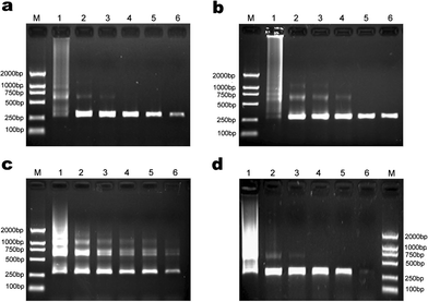 The effect of other additives on the efficiency and specificity of PCR. Lane M in every image is for marker. (a) Formamide was added into PCR mixture, and for lane 1 to lane 6 its final concentration was 0, 1.6%, 2.0%, 2.4%, 4.0%, 4.8%, respectively. (b) TMA chloride was added into PCR mixture, and for lane 1 to lane 6 its final concentration was 0, 8.0%, 8.8%, 9.6%, 10.4%, 11.2%, respectively. (c) DMSO was added into PCR mixture, and for lane 1 to lane 6 its final concentration was 0, 30, 40, 50, 60, 65 mM, respectively. (d) Betaine was added into PCR mixture, and for lane 1 to lane 6 its final concentration was 0, 0.5, 1.0, 2.0, 2.5, 3.0 M, respectively.