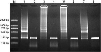 The effect of the annealing temperature on the specificity of PCR. Lane M is for marker. Lane 1, 2:40 °C; Lane 3, 4:35 °C; Lane 5, 6:30 °C; Lane 7, 8:25 °C; Lane 1, 3, 5 and 7 show the results of PCR performed in the absence of additive; Lane 2, 4, 6 and 8 show the results of PCR performed in the presence of G5.75Ac (6.02 nM).
