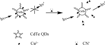 Schematic illustration of QD-based fluorescent cyanide sensor.