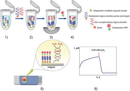 Schematic representation of the enzyme amplification protocol: (1) probe-modified magnetic beads washing step; (2) hybridization with the target lacZ gene probe; (3) hybrid-modified magnetic beads separation and non-complementary oligonucleotide extraction; (4) enzymatic labelling with streptavidin-HRP; (5) hybrid-modified magnetic beads deposition on the TTF-Au/SPEs; (6) amperometric detection of the mediated reduction of H2O2 with TTF.