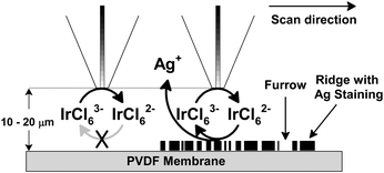Schematic (not to scale) representation of the operating principle for SECM imaging of silver-stained fingerprints on the PVDF membrane using [IrCl6]3−oxidation (Eprobe = 0.8 V vs. Ag QRE) at the probe.
