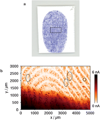 (a) An optical laser-scanner image of the classical writing ink fingerprint on the PVDF membrane. The blue and white lines correspond to the ridges and furrows, respectively. (b) An SECM image (5 × 3 mm) of the silver-stained fingerprint on the PVDF membrane. The image area corresponds approximately to the rectangle region marked (inside black line) in Fig. 2a. Pore shape shown in the circle. The ovals represent the characteristic points. The brown and white lines correspond to the ridges and furrows, respectively. Measuring conditions: Pt UME of 25 µm-diameter as the SECM probe, 2 mM K3IrCl6 in 0.1 M KNO3, Eprobe = 0.8 V vs. Ag QRE, a probe–substrate separation of approximately 15 µm and a lateral scan rate of 100 µm s−1.