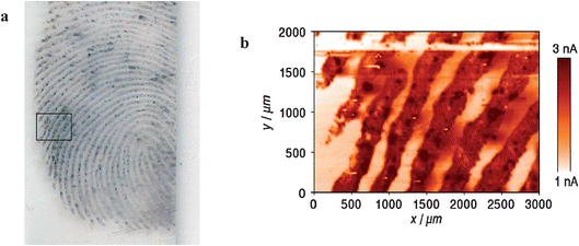 (a) An optical laser-scanner image of the MMD-enhanced latent fingerprint on glass. The black and white lines correspond to the ridges and furrows, respectively. (b) A high-resolution SECM image (3 × 2 mm) of the sample with a scan rate of 300 µm s−1. The SECM image area corresponds approximately to the rectangle region marked (inside black line) in Fig. 3a. The brown and white lines correspond to the ridges and furrows, respectively. Measuring conditions: Pt UME of 20 µm-diameter as the SECM probe, 1 mM K3IrCl6 in 0.1 M KNO3, Eprobe = 0.8 V vs. Ag QRE, a probe–substrate distance of approximately 4 µm.