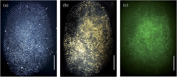 Brightfield images of a fingermark before (a) and after (b) incubation with the magnetic particles and secondary antibody fragment; (c) represents the fluorescence image of the fingerprint. In this experiment, the excess magnetic particles were removed by washing excess reagents with phosphate buffer. The scale bars = 5 mm.