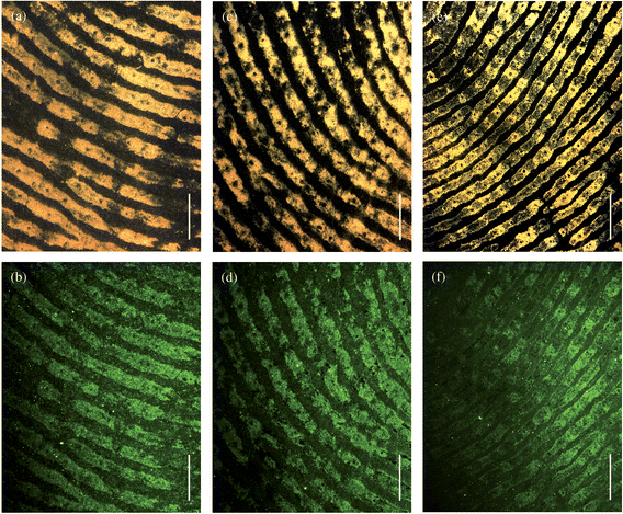 Magnified brightfield (a, c, e) and fluorescence (b, d, f) images of the fingerprints shown in Fig. 3. The magnetic particles were incubated for 30 (a, b), 20 (c, d), and 10 (e, f) minutes. The scale bars = 1 mm.
