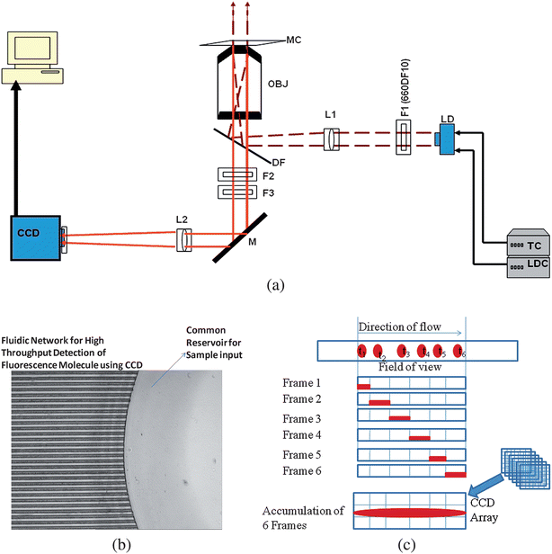 (a) Optical set-up of the imaging system using epi-illumination and employing a large FoV. The beam from the diode laser (λ = 660 nm) was isolated using a laser line filter (F1) and then shaped with a plano-convex lens (L1), which was used to focus the laser beam behind the input aperture of the microscope objective (OBJ). Following beam shaping, it was directed by a dichroic filter (DF) into the OBJ with the collimated laser beam impinging upon a multi-channel microchip (MC). The fluorescence signal generated from the chip was collected by this same objective, passed through the DF and spectrally selected using a long pass filter (F2) and an interference band pass filter (F3). A mirror (M) was used to steer the fluorescence signal onto a CCD after passing it through a lens (L2), which focused the radiation onto the photoactive area of the CCD. The total magnification of the system was 40×. (b) An optical micrograph showing a section of the multi-channel microfluidic chip; the fluidic network consisted of microchannels with dimensions of 30 µm wide × 20 µm deep and a pitch of 25 µm. All channels had a common sample input reservoir. The driving electric field was applied at this reservoir and another on the opposite end of the fluidic network (not shown) to drive the sample electrokinetically through the imaging area. (c) Diagram showing the operation of the CCD in a frame transfer mode with image accumulation occurring during single molecule travel within the FoV of the microscope. The images of single molecules produced streaks on the CCD due to the molecular transit time being greater than the CCD exposure time and multiple frames summed to produce the final image.