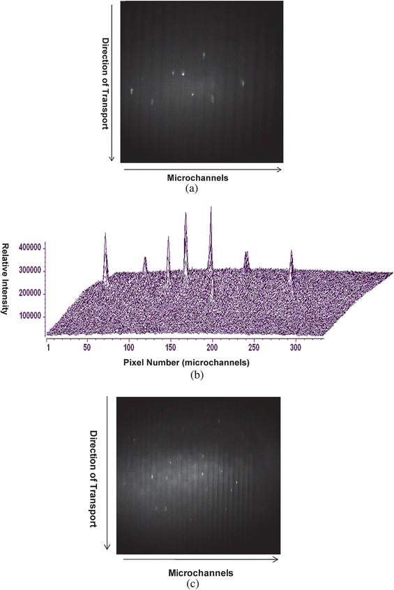 (a) Image of single λ-DNA molecules migrating through a series of microchannels (17 channels are shown). The image was acquired using a 10× (NA = 0.5) objective at an exposure time of 100 ms with the CCD multiplication gain set at 3700 (controller gain set at 1). The sample solution (100 pM) was electrokinetically pumped through the fluidic channels with a field strength of 300 V/cm (linear velocity = 0.037 cm/s). Each fluorescent spot represents a single λ-DNA molecule. (b) 3-D image showing the intensity distribution of λ-DNA molecules shown in (a). (c) Single λ-DNA molecules migrating through series of 25 microchannels. Image was acquired using a 5× objective (NA = 0.25). In all cases, the λ-DNA was stained with Syto-63 at a dye to base pair ratio of 5 : 1.
