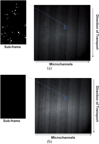 (a) Detection of individual dye molecules (AlexaFluor 660) end-labeled to a 60 base ssDNA distributed in different microfluidic channels (five channels are shown) for a sample concentration of 750 pM. The dye/ssDNA conjugate was pumped through the fluidic channels using a field strength of 80 V/cm (linear velocity = 0.01 cm/s). To further visualize the fluorescent photon bursts in this image, a sub-frame (25 × 42 pixels) was expanded and quantitative information extracted by applying a threshold condition to this sub-frame (see text for details). (b) Image acquired when the fluidic channels were filled with buffer only, and the processed sub-frame with application of the threshold condition as described in the text.